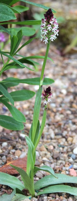 Orchis ustulata