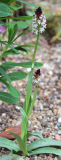 Orchis ustulata