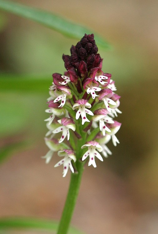 Orchis ustulata