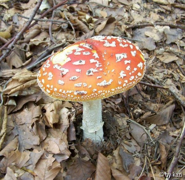 Amanita muscaria