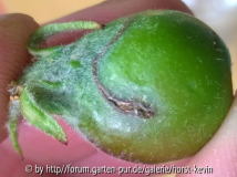 Schädling am Apfel