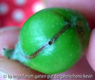 Schädling am Apfel