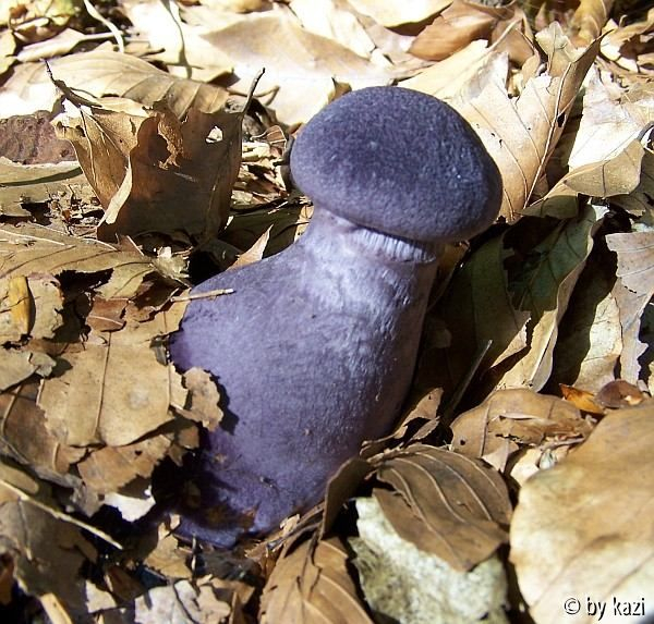 Cortinarius violaceus