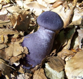 Cortinarius violaceus
