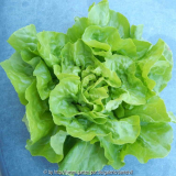 Butterkopfsalad.JPG