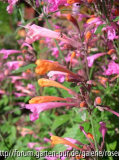 Agastache Acapulco Salmon Rose Bicolour