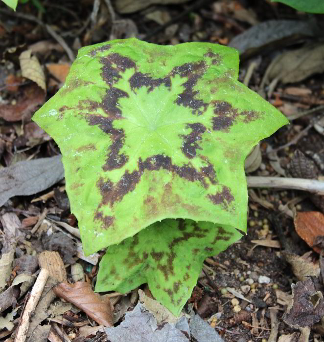 Podophyllum versipelle ssp. versipelle