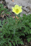 Pulsatilla alpina ssp. apiifolia