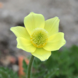 Pulsatilla alpina ssp. apiifolia