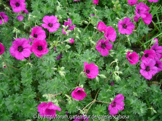 Geranium cinereum 16.05.2015