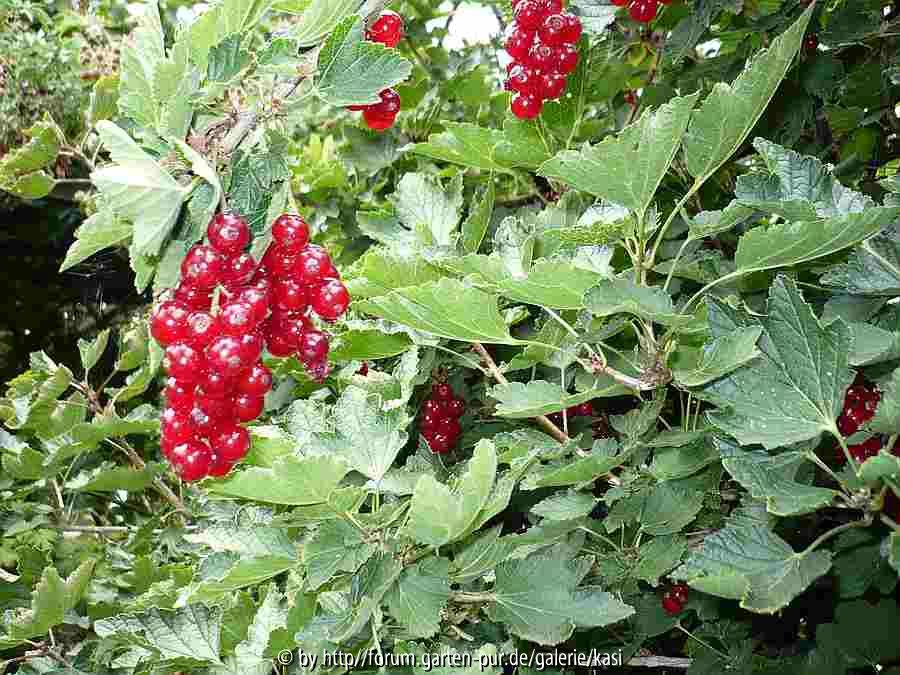 späte Johannisbeere Trauben