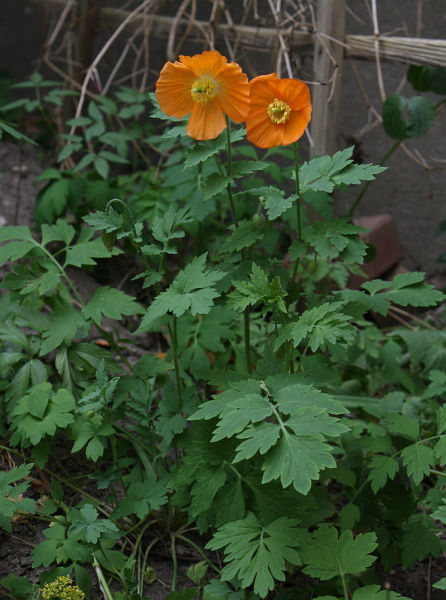 Papaver cambricum
