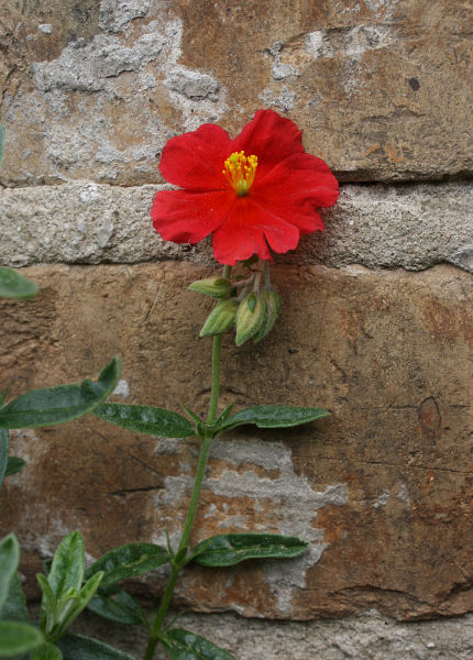 Helianthemum cv.