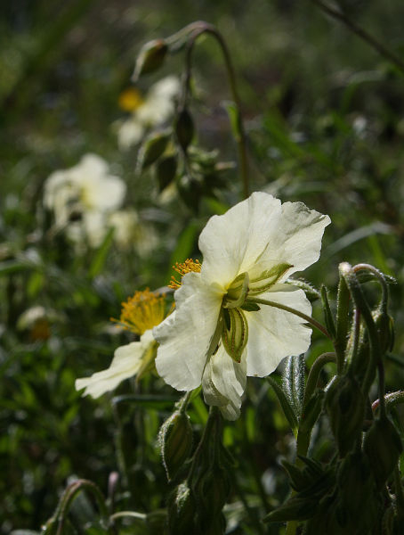 Helianthemum x sulphureum
