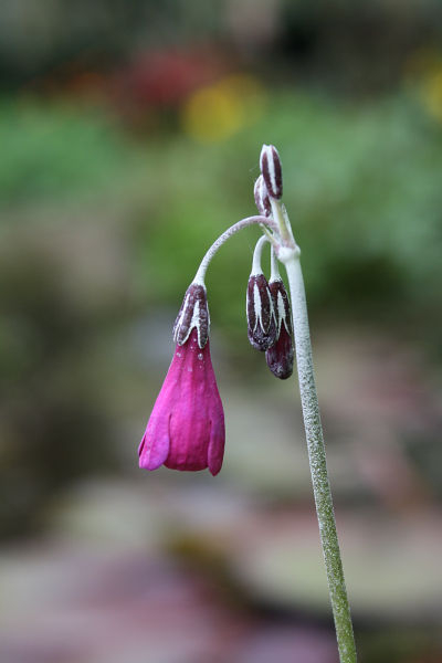 Primula secundiflora