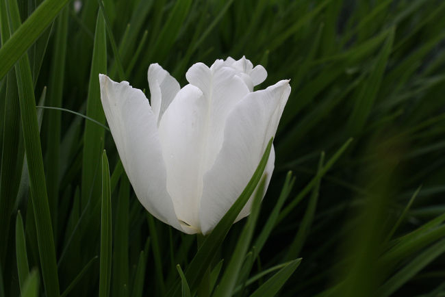 Tulipa cv.