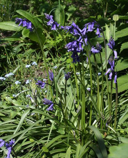 Hyacinthoides non-scripta