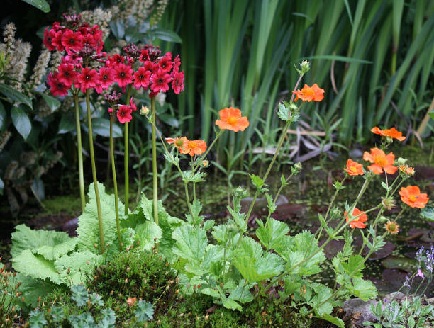 Primula japonica MILLERS CRIMSON