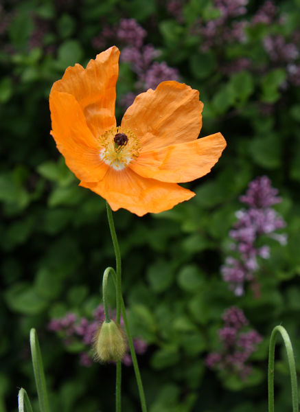 Papaver lateritium