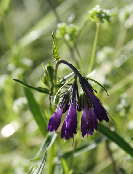 Moltkia doerfleri