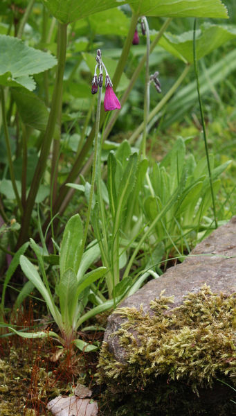 Primula secundiflora