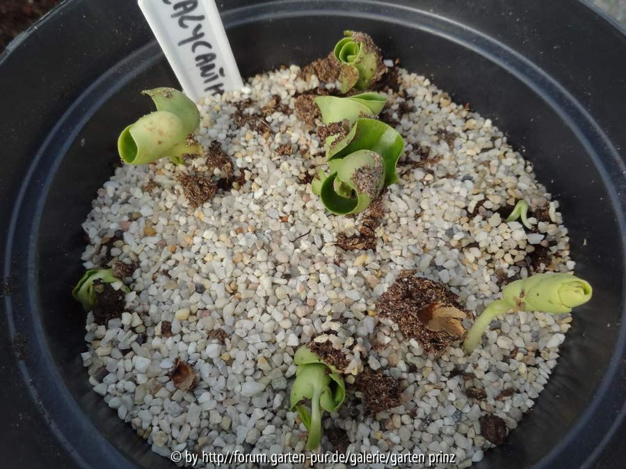 Calycanthus floridus Germination May 2015