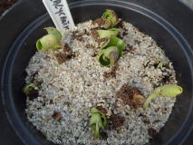 Calycanthus floridus Germination May 201
