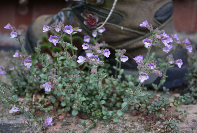 Chaenorhinum origanifolium
