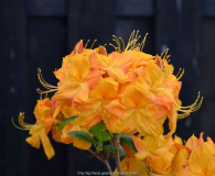 Rhododendron_lutea_orange_15-2a.jpg