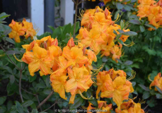 Rhododendron_lutea_orange_15-1a.jpg