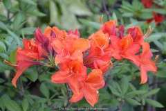 Rhododendron_lutea_dunkelorange_15-1a.jp