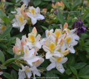 Rhododendron-weiß_15-2a.jpg