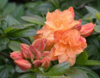 Rhododendron_luteum-Csardas_15-1a.jpg