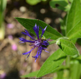 Centaurea-Jordy-Sämling_15-1.jpg