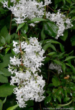 Syringa persica 'Alba'