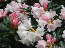 'Edelweiß'