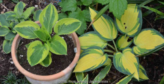 Hosta-Vergleich_15-2.jpg