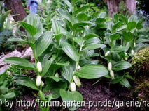 Garten Bias