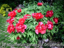 Garten Pirker