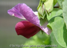 Erbsenblüte~0.jpg