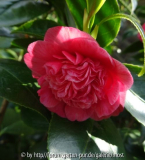 Anemoniflora Rosea.jpg