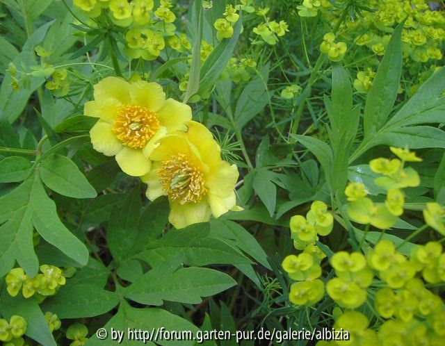 Päonia lutea