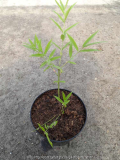 Euonymus cornutus quinquecornutus Sämlin