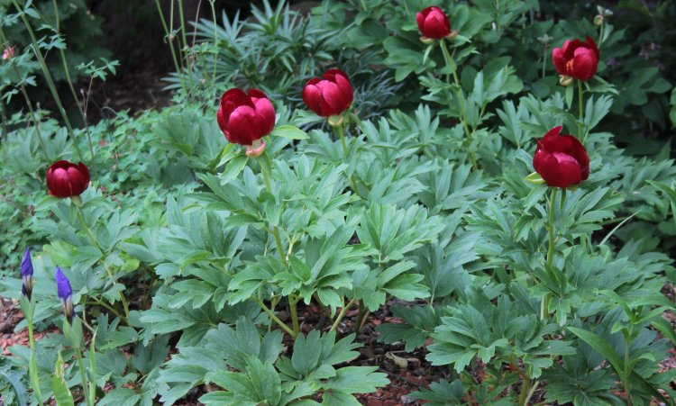 Paeonia peregrina