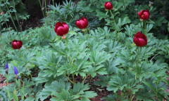 Paeonia peregrina