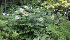 Paeonia 'Windflower'