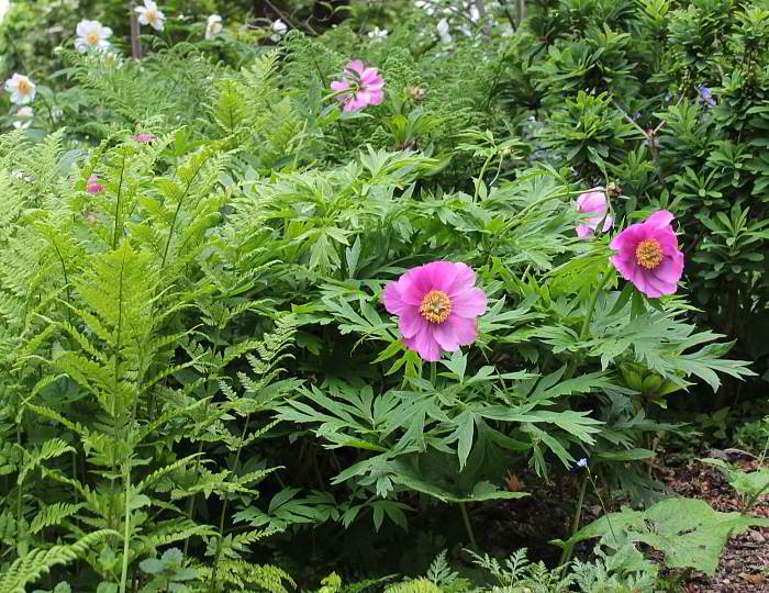 Paeonia anomala
