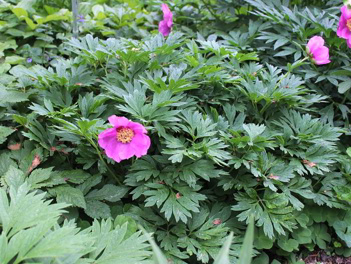 Paeonia anomala ssp. anomala