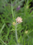 Centaurea_glastifolia_15-1a.jpg