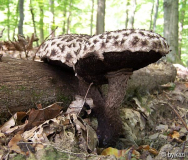 Strobilomyces strobilaceus